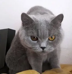 GPS für Katzen im Test.